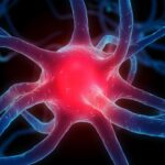 17h9uu38lg408jpg e1430942712313 العلماء يقومون بعكس أحاسيس الفئران عن طريق التحكم بأدمغتها مجلة نقطة العلمية