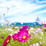 21568 colorful cosmos flowers 2560x1600 flower wallpaper e1431554506804 الاستجابة المناعية للجسم تصبح أقوى في فصل الصيف مجلة نقطة العلمية