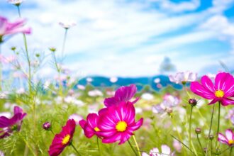 21568 colorful cosmos flowers 2560x1600 flower wallpaper e1431554506804 الاستجابة المناعية للجسم تصبح أقوى في فصل الصيف مجلة نقطة العلمية