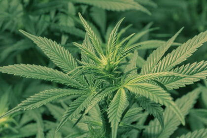 4947751480 1afedacb06 z e1432497154326 كيف تؤثر الماريجوانا على أجسامنا مجلة نقطة العلمية