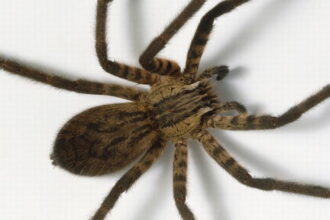 House spider above view e1431720007381 الخوف من العناكب متأصل في الحمض النووي للبشر مجلة نقطة العلمية