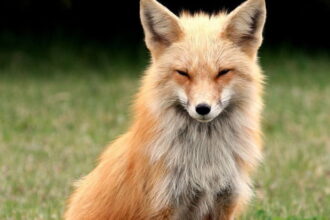 foxes 0a e1432986731497 لماذا نتعاطف مع الحيوانات أكثر من تعاطفنا مع البشر مجلة نقطة العلمية