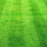 lawn e1431029666592 هل تشعر النباتات بالألم؟ مجلة نقطة العلمية