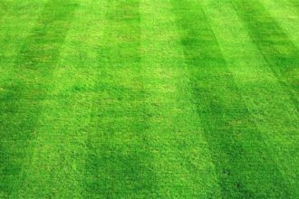 lawn e1431029666592 هل تشعر النباتات بالألم؟ مجلة نقطة العلمية