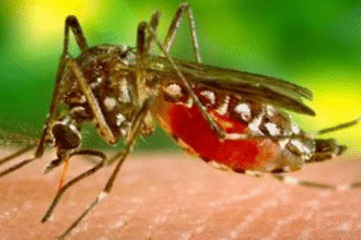 mosquito e1432840579866 اكتشاف لقاح جديد للملاريا مجلة نقطة العلمية
