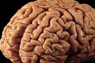 brain e1433965148504 هل يمكن أن يكون فهمنا لمرض الزهايمر خاطئاً تماماً؟ مجلة نقطة العلمية