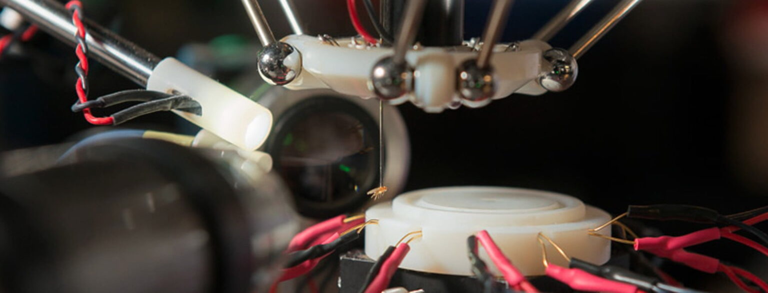 fruit fly robot stanford e1433183241610 فيديو: روبوت يستطيع أن يجري جراحة لمخ ذبابة مجلة نقطة العلمية