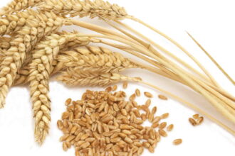 gluten wheat e1433357937137 هل مرض حساسية الغلوتين مرض حقيقي؟ مجلة نقطة العلمية