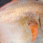 image 1 e1434398653114 سمكة (الأوباه) تنضم إلى قائمة الحيوانات ذوات الدم الحار مجلة نقطة العلمية