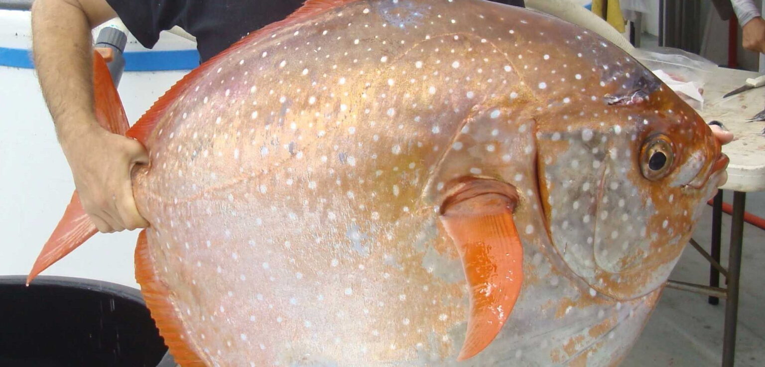 image 1 e1434398653114 سمكة (الأوباه) تنضم إلى قائمة الحيوانات ذوات الدم الحار مجلة نقطة العلمية