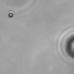 screen shot 2015 04 30 at 11.09.07 am e1433791360575 تطوير جسيمات تستطيع التحرك بعكس اتجاه جريان السوائل مجلة نقطة العلمية