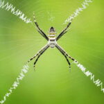 to nhen sieu ben e1433792789373 أقوى نسيج على الإطلاق مصنوع من خيوط العنكبوت والجرافين مجلة نقطة العلمية