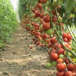 3qqqq e1440656373805 الزراعة العضوية مجلة نقطة العلمية