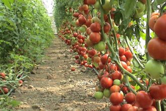 3qqqq e1440656373805 الزراعة العضوية مجلة نقطة العلمية