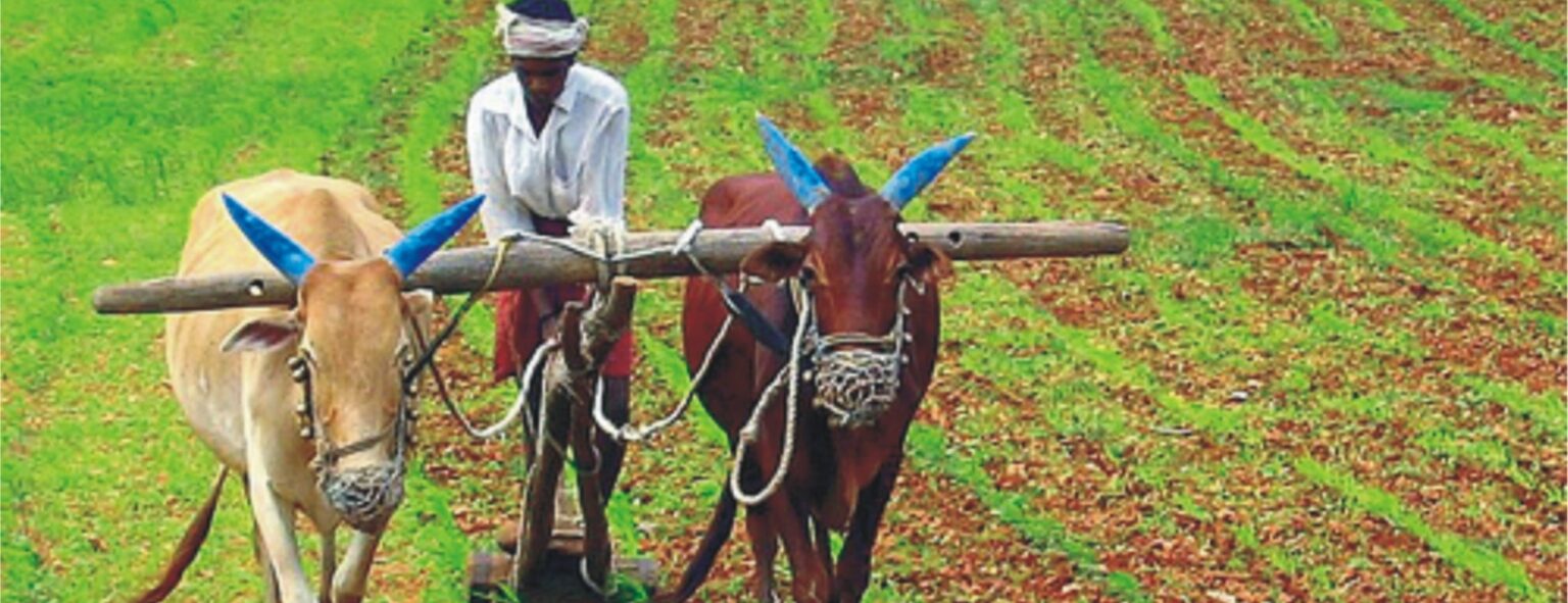 الزراعة البيوديناميكية 1 Agriculture India e1439662910471 الزراعة البيوديناميكية مجلة نقطة العلمية