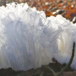 hair ice in a forest near moosseedorf switzerland credit christian matzler e1456478531387 لغز الفطريات المرحة: كيف تحول الخشب إلى ثلج يشبه غزل البنات؟ مجلة نقطة العلمية