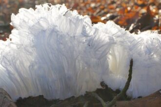 hair ice in a forest near moosseedorf switzerland credit christian matzler e1456478531387 لغز الفطريات المرحة: كيف تحول الخشب إلى ثلج يشبه غزل البنات؟ مجلة نقطة العلمية