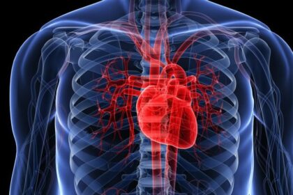 human heart facts e1440050578844 الخنازير تنقذ قريباً البشر الذين لا يجدون متبرعين بالأعضاء مجلة نقطة العلمية