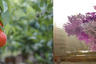 n1 تحفة فنية نادرة: شجرة تحمل 40 فاكهة مختلفة مجلة نقطة العلمية