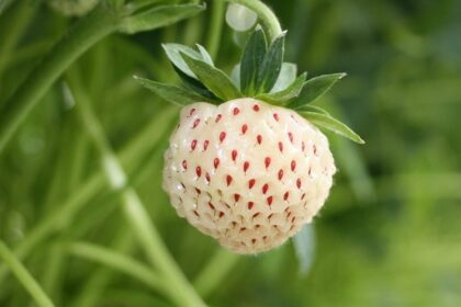 pineberry wide 097860d9e2d50f3b4e91b17bb408bce62fb2340b e1440050341126 ثمرة الاناريز مجلة نقطة العلمية
