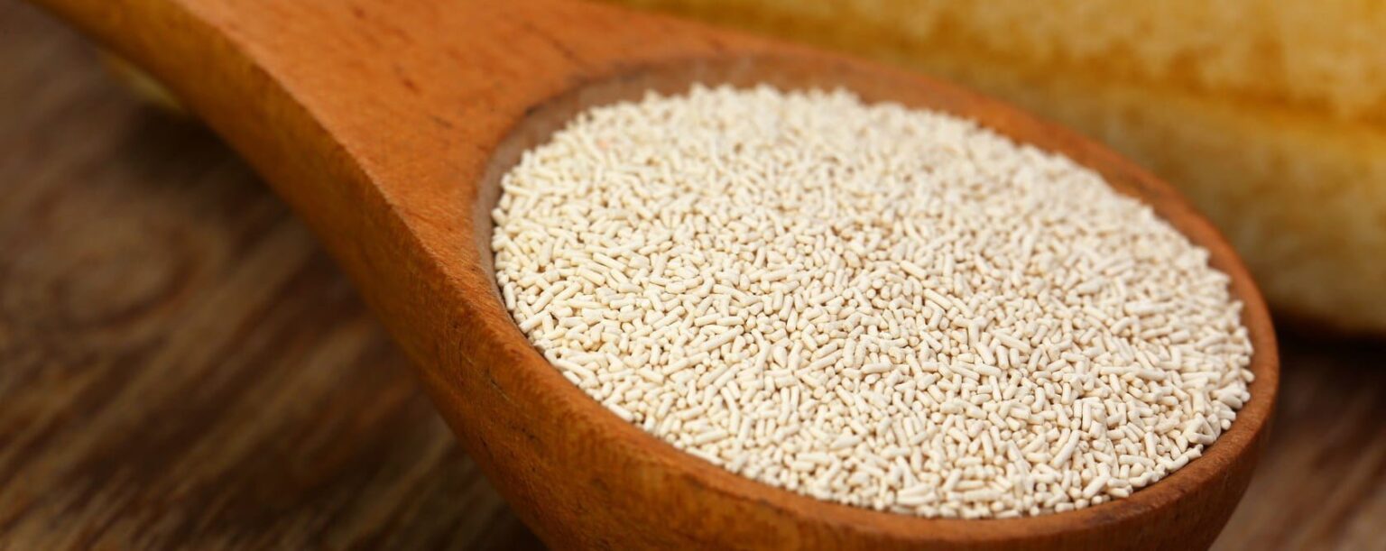 Dry yeast e1450820627840 ما هي الخميرة، ولماذا تساهم في انتفاخ الخبز؟ مجلة نقطة العلمية