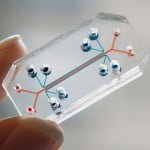 IMG 3874 لأول مرة: طاقة خلايا جسمك تشغل حاسوبك مجلة نقطة العلمية