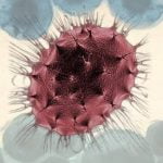 maxresdefault 2 e1463996646823 الخلايا السرطانية يمكن أن تسمم الخلايا الطبيعية مجلة نقطة العلمية