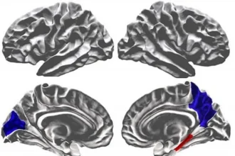 1681733528170755900 1 أدمغة الأشخاص المصابين بالتوحد تكون أكثر تناظراً من غيرهم مجلة نقطة العلمية