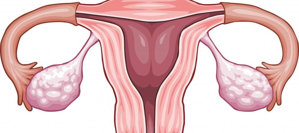 Uterus And Ovaries E1495280721567 مجلة نقطة العلمية