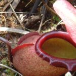 3699 1 e1517301202794 نبات ابريق اتنبره مجلة نقطة العلمية