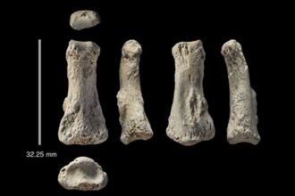 Ancient Human Fossil Finger Discovery أثر بشري (متحجر) عمره 86 ألف عام يكشف عمق حضارة الجزيرة العربية مجلة نقطة العلمية