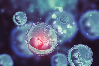 Synthetic Embryos سبقٌ علميٌ يبشّر بكشف ألغاز الحمل والخلق مجلة نقطة العلمية