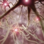 Neurology كيف يمكن للسمنة أن تؤثر على صحة وقدرة الدماغ مجلة نقطة العلمية