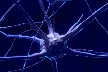 1 brain e1539625892920 علاج الأمراض الدماغية والنفسية من خلال التعديل على الجينات مجلة نقطة العلمية