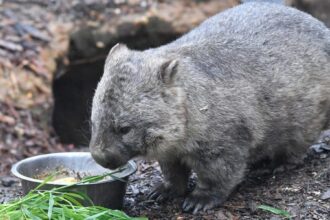 0b8e6aa2 4081 4445 8e05 67c7327086ee EPA AUSTRALIA BRITAIN ANIMALS e1542753389323 العلماء يكتشفون اللغز وراء فضلات حيوان "الومبت" التي تكون على شكل مكعب مجلة نقطة العلمية
