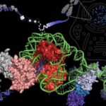 5 scientistsun e1541057286134 التيلومير، ما بين الشيخوخة وحلم الخلود! مجلة نقطة العلمية