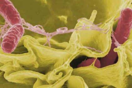 180618 vod orig salmonellaMIX hpMain 16x9 1600 e1545377578359 كل ما يجب عليك معرفته حول بكتيريا السالمونيلا مجلة نقطة العلمية