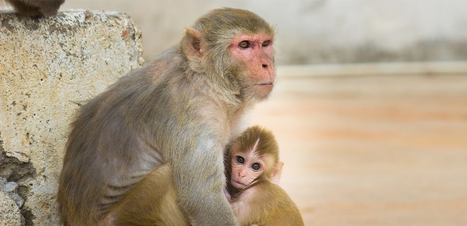 Monkeys مجلة نقطة العلمية