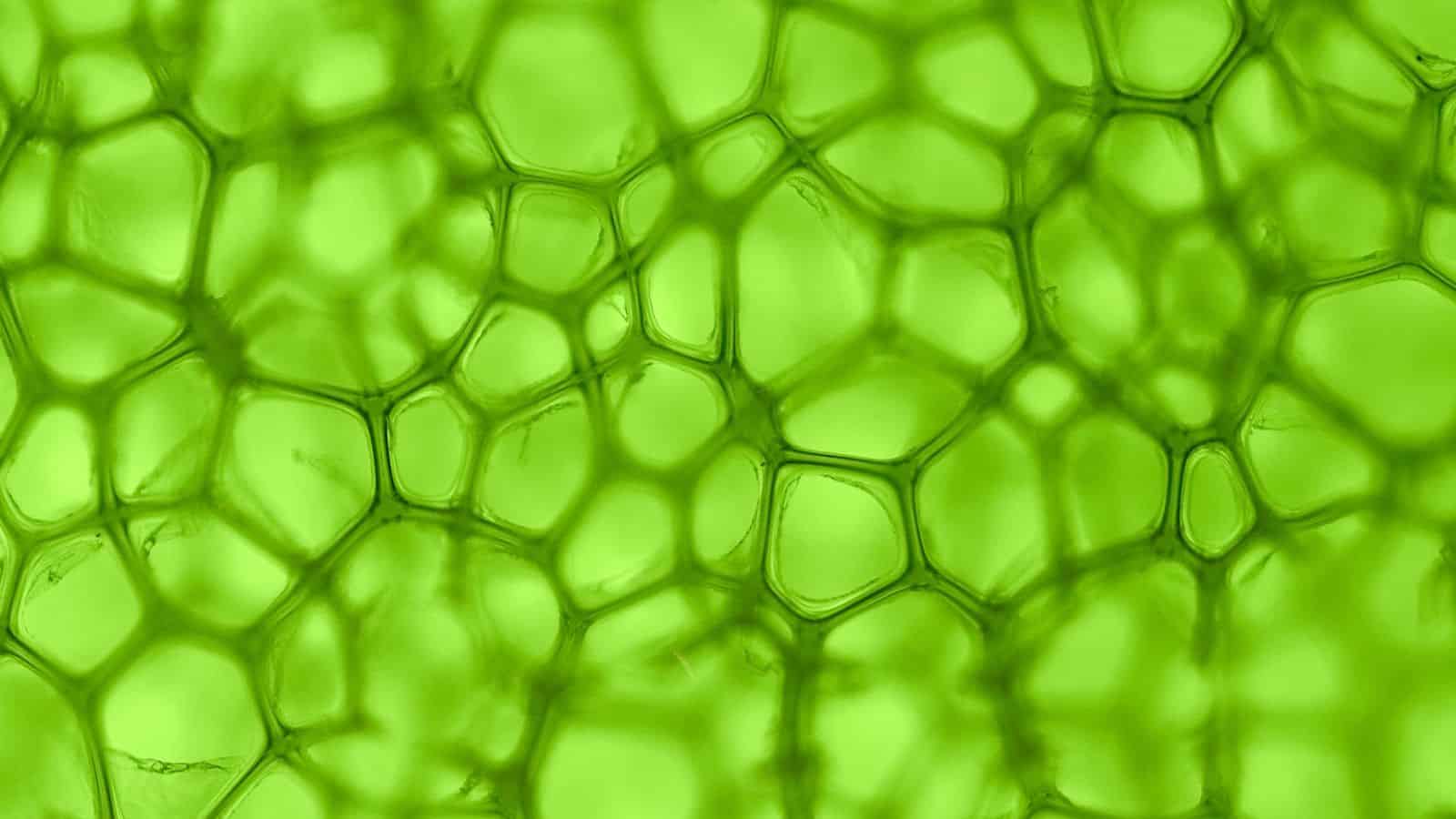 الطحالب الخضراء مجلة نقطة العلمية