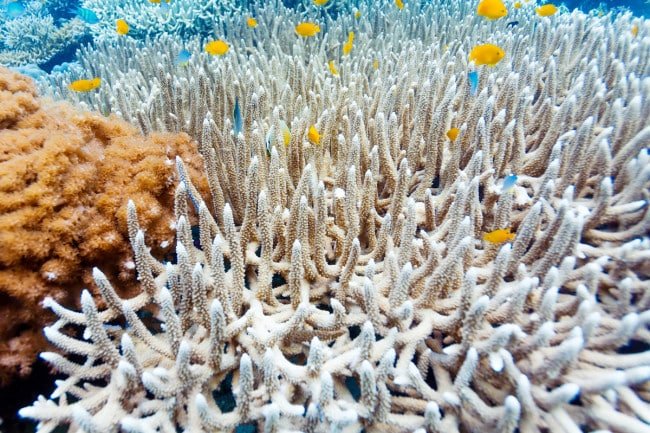 Reef Rescue مجلة نقطة العلمية