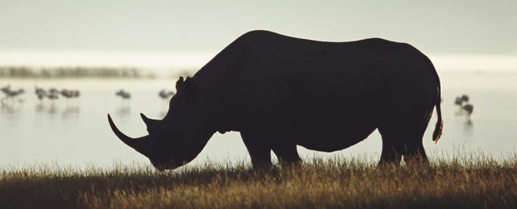 010 Black Rhino 1024 مجلة نقطة العلمية