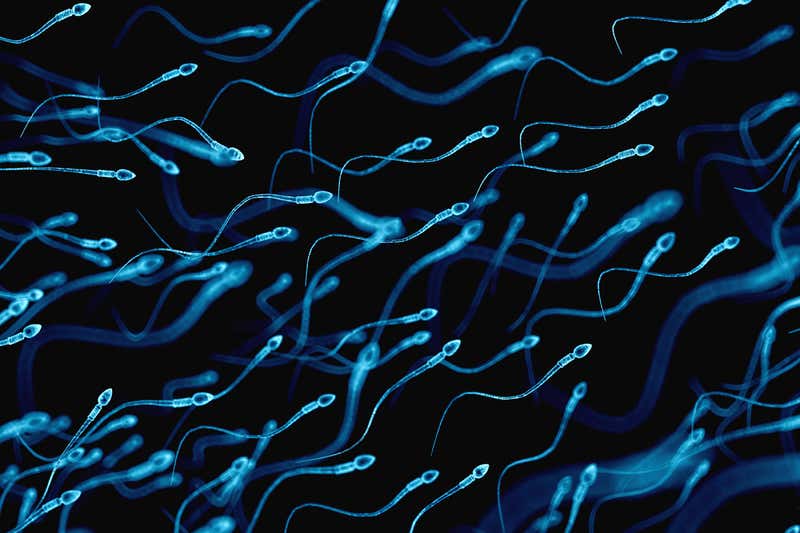 09 July Sperm Propulsion مجلة نقطة العلمية