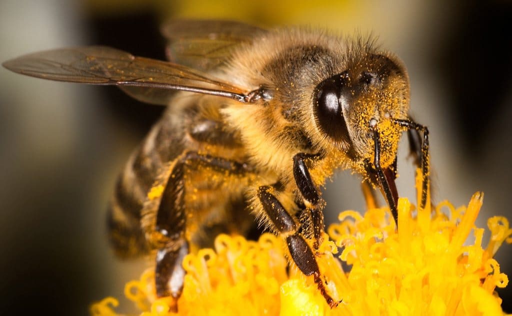 Bees Pollination مجلة نقطة العلمية