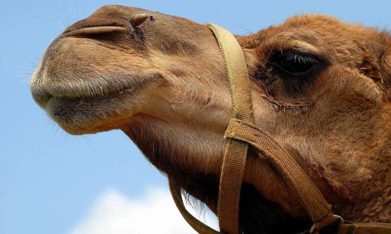 Camel مجلة نقطة العلمية