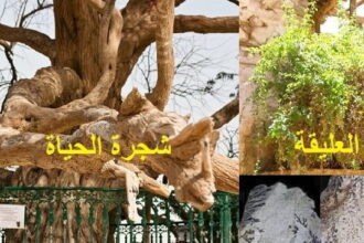 4 Copy Copy من عجائب عالم النبات مجلة نقطة العلمية