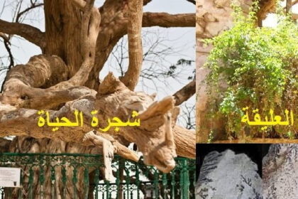 4 Copy Copy من عجائب عالم النبات مجلة نقطة العلمية
