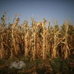 rtx6ctb2 web هل يؤثرالمناخ على تنوع النظام الغذائي للأطفال في العالم؟ مجلة نقطة العلمية