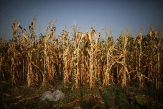 rtx6ctb2 web هل يؤثرالمناخ على تنوع النظام الغذائي للأطفال في العالم؟ مجلة نقطة العلمية