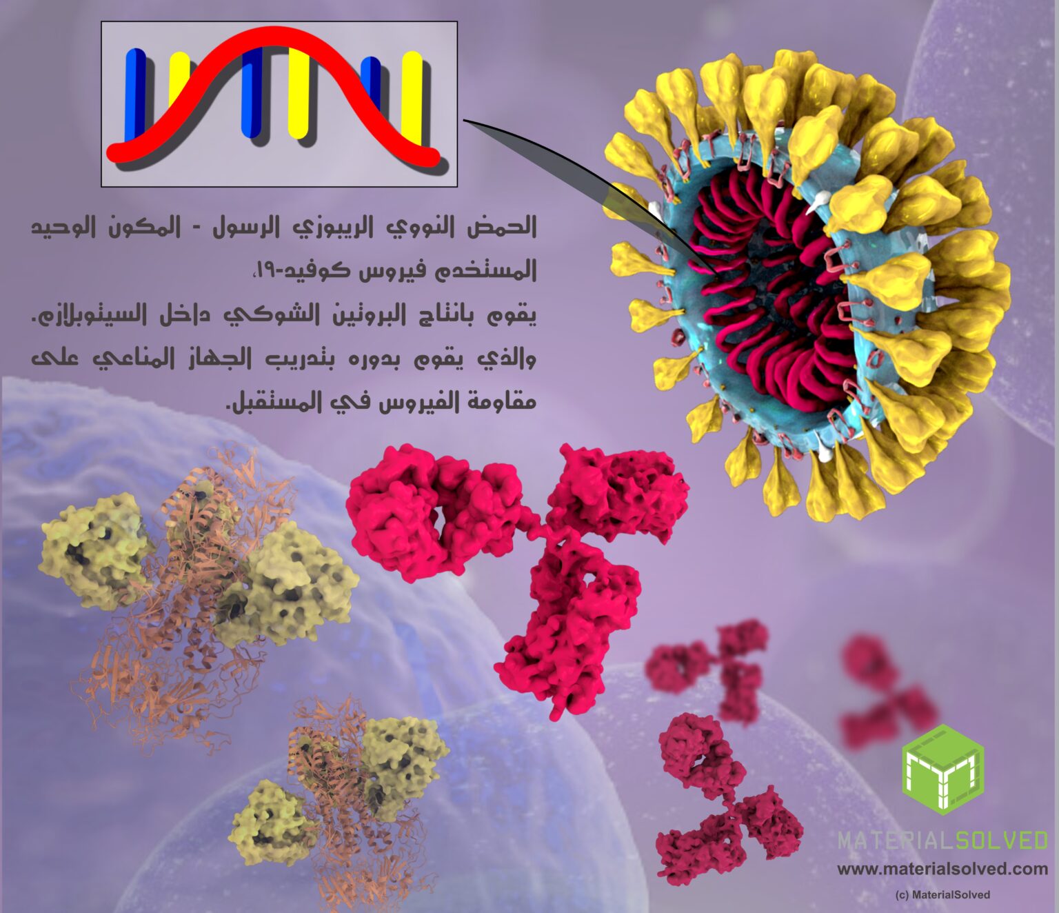 mrna الحمض النووي