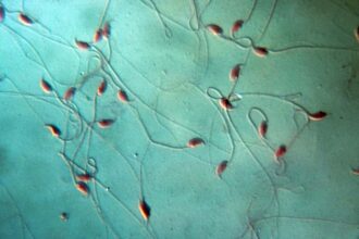 04 feb competitive sperm2 حيوانات منوية قاتلة "تخرب" منافسيها في سباقها للوصول إلى البويضة مجلة نقطة العلمية